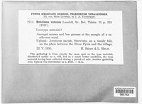 Entoloma vernum image